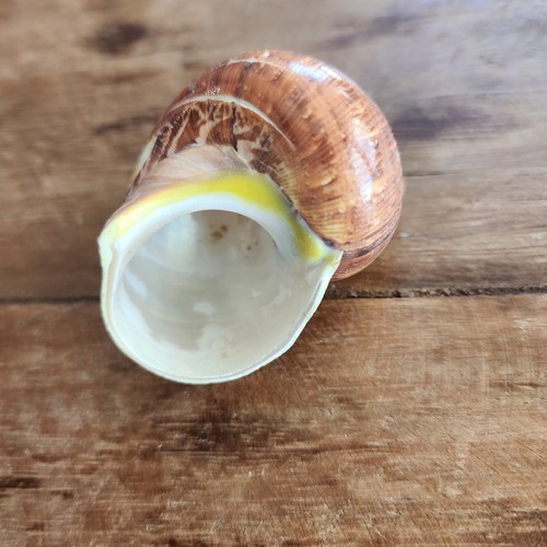 Dolphin Carved Turbo Shell - (Sold Individually)- Wholesale Shells - Hermit Crab - Bild 3 von 5