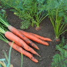 1,000 Heirloom Tendersweet Carrot Seeds - Organic NonGMO - Sweet & Tender!