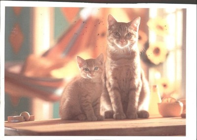 KATZEN - Vintage POSTKARTE