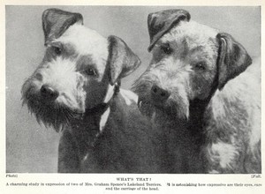 Lakeland Terrier "Whats Up" - 1934 Vintage Dog Art "Photo" Print - CUSTOM MATTED