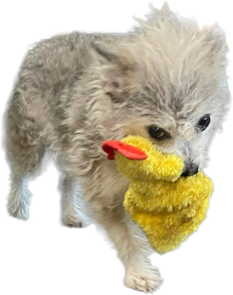Chicken and Egg Crinkle Squeaker Pack Fun Durable Interactive Fetch Toys for Pup - Image 3 of 4
