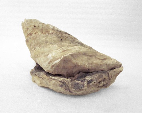 Muschel hellbraun & cremefarben Muschel - Bild 6 von 7