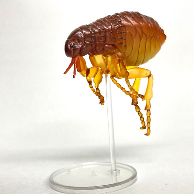 Kaiyodo Capsule Q Museum Figure Human Flea Pulex irritans import Japan 2023