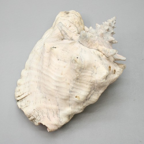 Conch 5 Pound Sea Shell 10" Pink White Ocean Beach Seashell - Picture 6 of 7