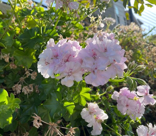 WHITE PINK PELARGONIUM PELTATUM TRAILING IVY GERANIUM LIVE PLANT 2 X 6" CUTTINGS - Picture 1 of 3