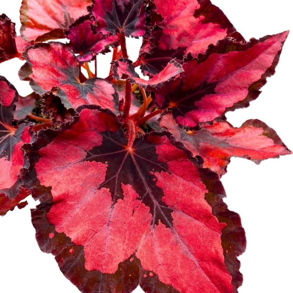 Harmony's Red Robin Begonia Rex in a 6 inch Metallic Red Black Holographic - Image 4 of 4