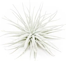 Tectorum Ecuador Air Plant - Multiple Sizes, Easy Care Indoor/Outdoor Decor