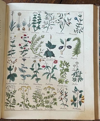 CULPEPER'S ENGLISH PHYSICIAN & COMPLETE HERBAL - Sibly, 1808 MEDICINAL BOTANICAL - Imagen 8 de 16