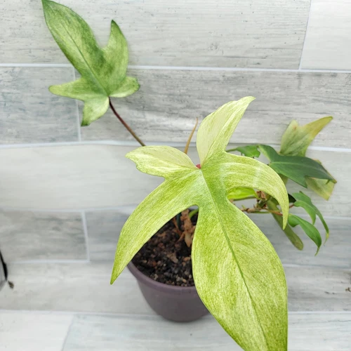 Philodendron Florida Ghost – Rare Aroid | Color-Changing Foliage | Live Plant 3”