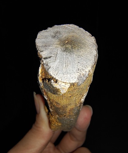 TRONCO DE MADERA PETRIFICADA, FÓSIL PULIDO SUPERIOR DE JAVA, INDONESIA, 75 MM - Imagen 6 de 7