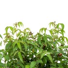 Foto 10 di 11