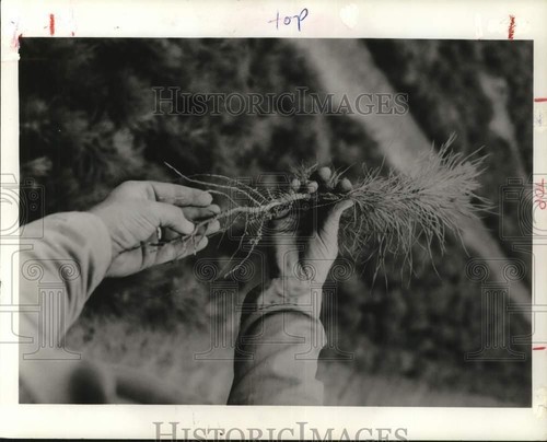 1977 Press Photo Southland Paper's Gaylord Tree Nursery pine seedling. - Picture 1 of 2