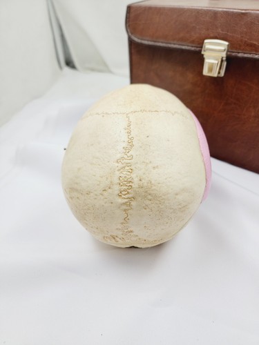 Vintage Somso Anatomical Human Skull And Case - Picture 3 of 10