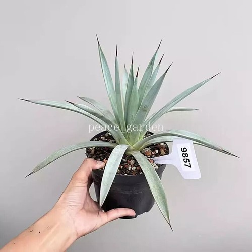 Rara pianta succulenta di agave agave pluto agavaceae casa giardino bellissima - Foto 9 di 18