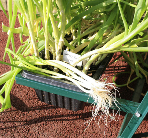 Gewächshausregal Hochbeet Inszenierung Gemüsesalat Vegan Terrasse Stufenpflanzgefäß - Bild 9 von 11