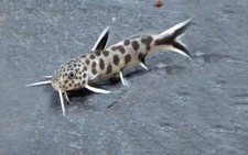 3-Pack Synodontis Petricola 1    Peaceful African Freshwater Catfish Aquarium Fi