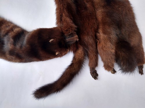 VINTAGE 40's/50's GENUINE MINK 4 PELT 50" STOLE SCARF WRAP - Picture 9 of 9