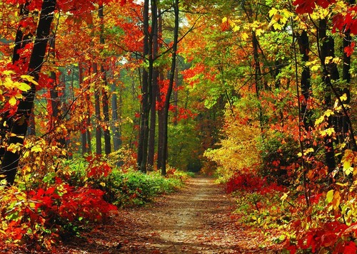 Autumn Scenery Deciduous Background 7x5ft Vinyl Deciduous Mountain Road Photo... - Picture 2 of 8