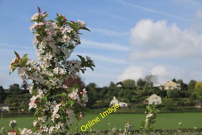 Foto 6x4 Apfelblüte an den neuen Great Woodend Apfelweinplantagen Linton \/S c2014