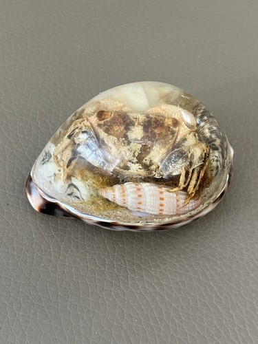 Vintage Souvenir Conch Shell from the Philippines New - Bild 2 von 5
