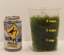 3 Cups Chaeto Chaetomorpha Macro Algae  Clean, Green, Large Bag Free FedEx 2Day