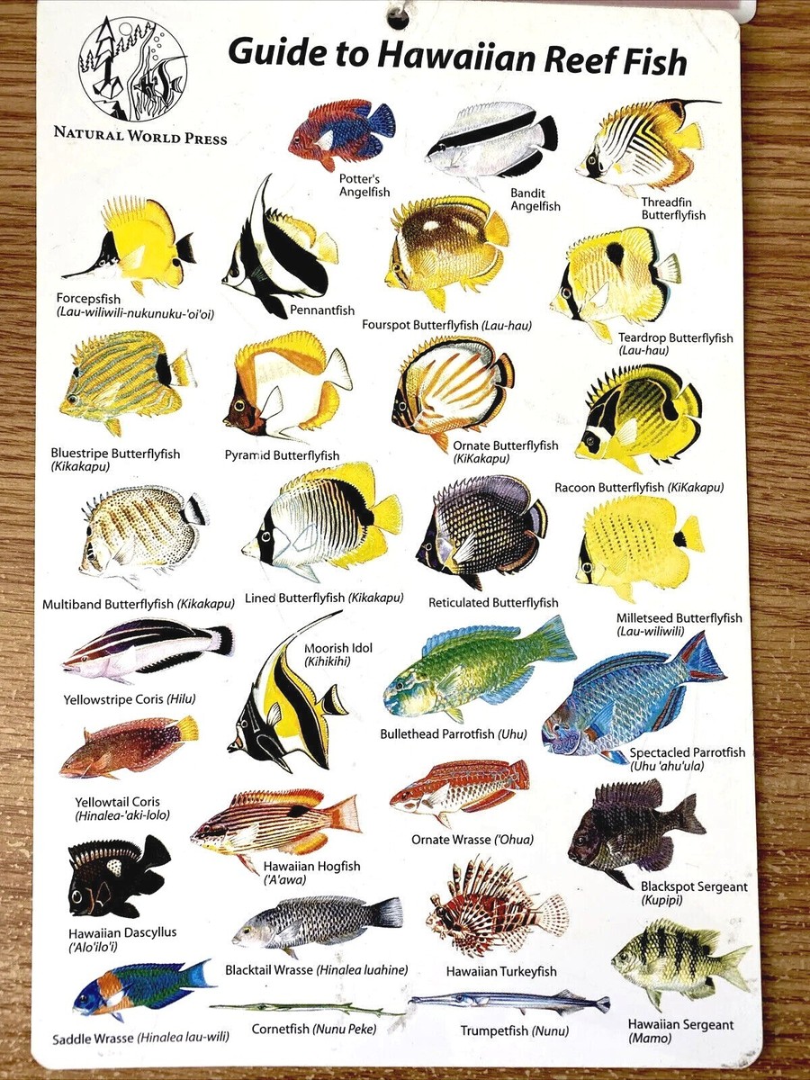Plastic Guide to Hawaiian Reef Fish & Hawaiian Reef Life 10” x 6