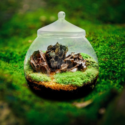 Glass Terrarium Bowl Succulent Glass Planters Terrarium Containers - Picture 8 of 12