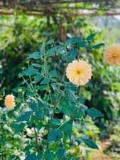 ABD Digital image | picture photo wallpaper background