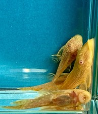 LIVE Juvenile Albino Bristlenose Pleco - 1.25" to 1.75" x1