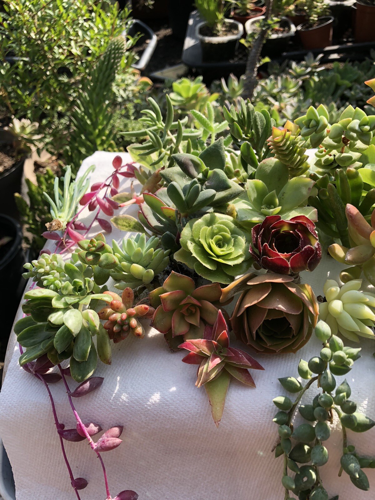 Picture 6 of 12
