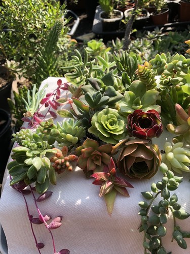 100 Cutting Mix Colorful Succulents 2-8” - Picture 6 of 12