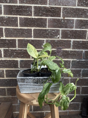 Monstera Adansonii var Laniata Mint variegated - Rare Indoor Plant - Potted - Picture 6 of 6