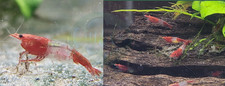 10 1 Red Rili Neocaridina Shrimp