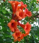 Hummingbird Trumpet Creeper Vine Campsis Radicans Flower Seeds