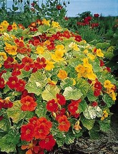 Nasturtium Tip Top Alaska Mix  100 seeds