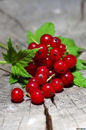 1 Pack 600 Semillas de Grosella Roja Physalis ixocarpa Cabo Reliquia Orgánica - Imagen 9 de 9