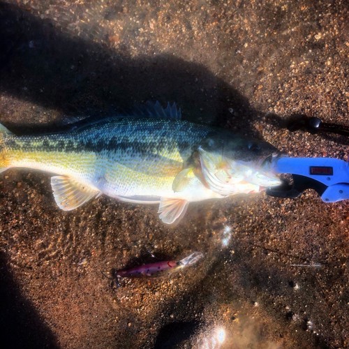 Custom Painted Jerkbait P78 Deep Diver Trout - Picture 1 of 12