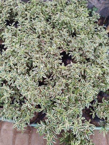 Grafteed Guava Mini Variegated Fruit Tree Free Phitosanitari - Picture 6 of 6
