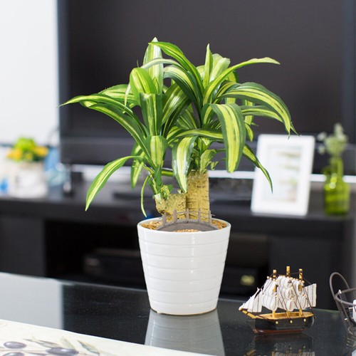 1PC Miniature Bridge Model Zen Garden Miniatures Bonsai Decor Accessories - Bild 4 von 12