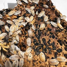 12 ct. Porcellio laevis "White" Giant Live Isopods - Exo-Morphs