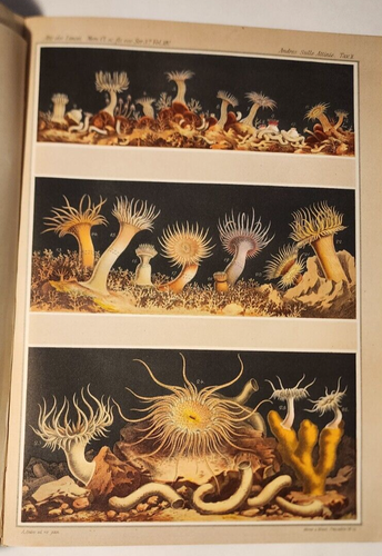 1883 FRÜHESTE CHROMOLITHOGRAPHIEN DES GRABENDEN MEERANEMONEN ANRES GEM. DEI LUCHS - Bild 8 von 19