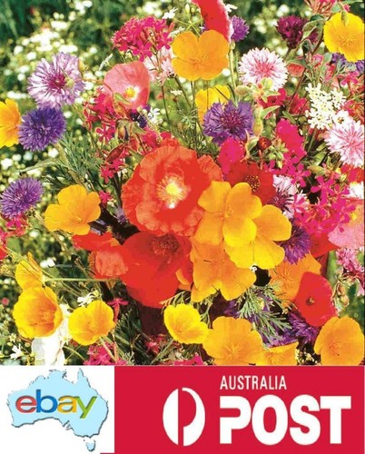 Cottage Garden Mixed Flower Seeds – Mixed Varieties - Picture 2 of 4