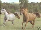 * BEAUTIFUL HORSES COUNTRY 18" inch Wallpaper bordeR Wall
