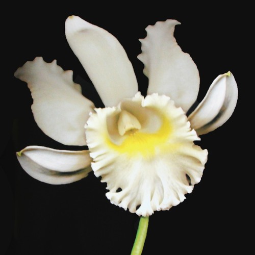 Orchidelirium by Harold Feinstein Hardcover DJ 117 Full Color/Page Plates 1st Ed - Picture 9 of 11