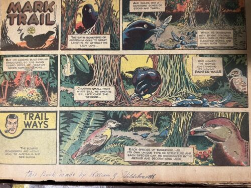 1960-63 Mark Trail Comics (180+) Sammelalben Umweltwissenschaften Zeitung Dodd - Bild 3 von 12