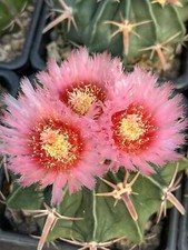 RareSucculent Plant Echinocactus texensis Garden D cor plants 8-9CM