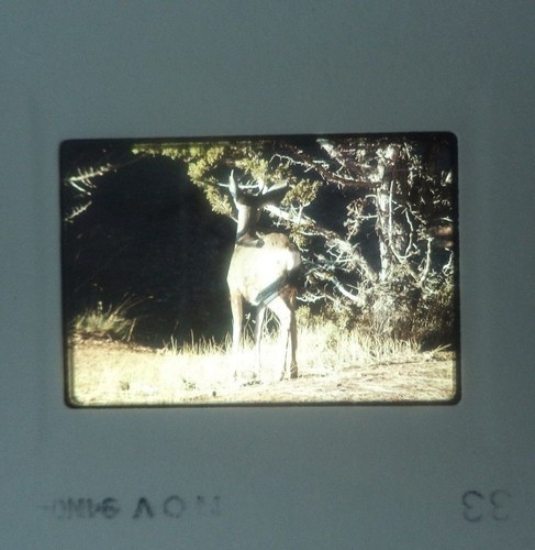 Lot of 6 Original Vintage 35mm Kodak Photo Color Slides Animals Kodachrome - Picture 6 of 10