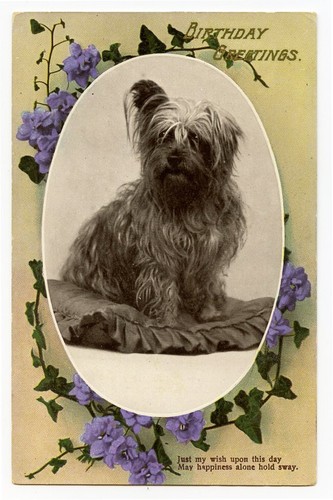 c 1912 Dogs Cairn Terrier Antique British photo postcard