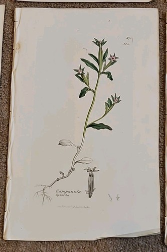 10 x Antique hand coloured SOWERBY BOTANICAL PRINTS /PLATES - floral E - Picture 10 of 12