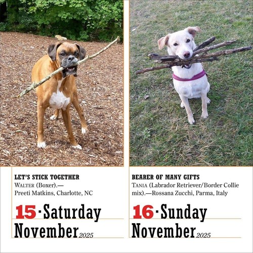 Workman Publishing, Dogs 365 2025 Desk Calendar - Picture 4 of 4